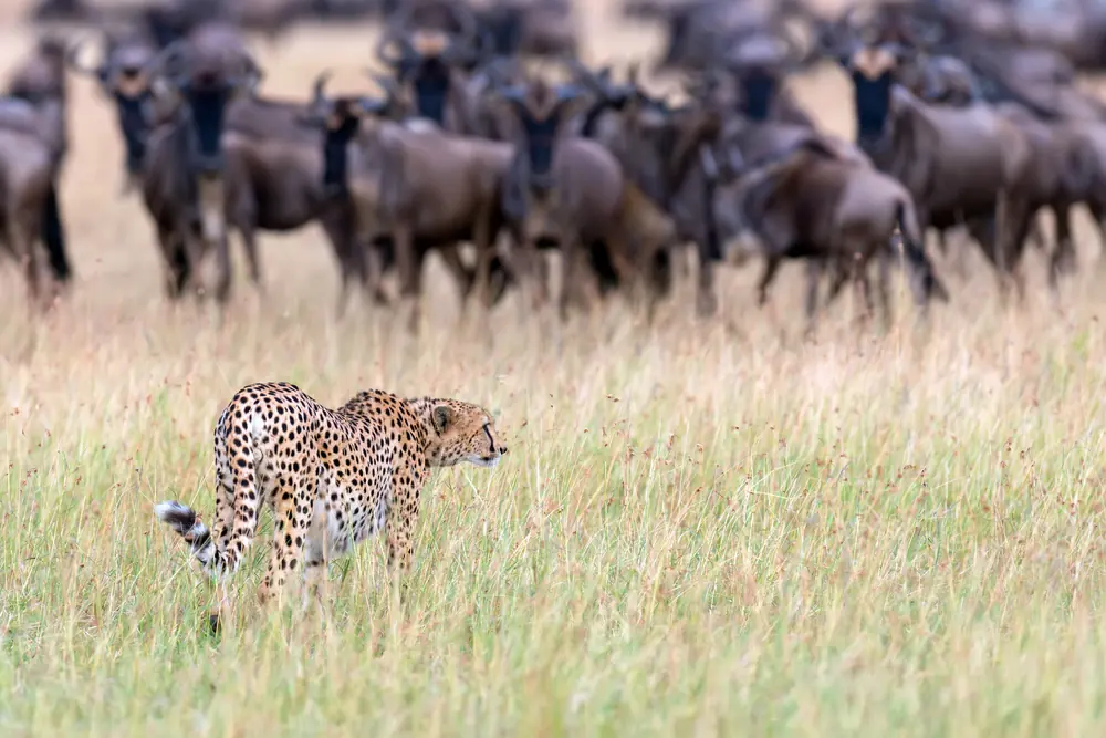 Wild Trails Luxury Safari Experience