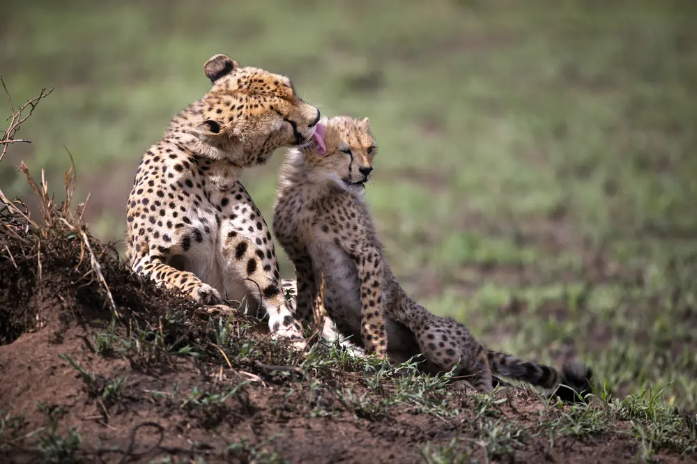 Incredible Tanzaia Big Five Safari and Scenic Tour