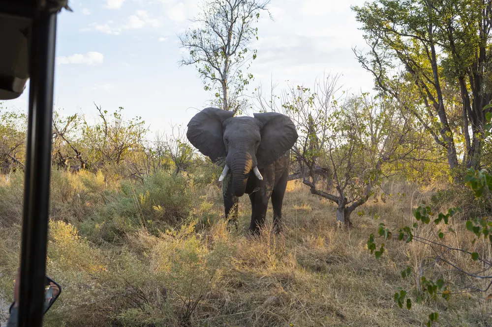 Safari vehicle watching an elephant on a Tanzania game drive