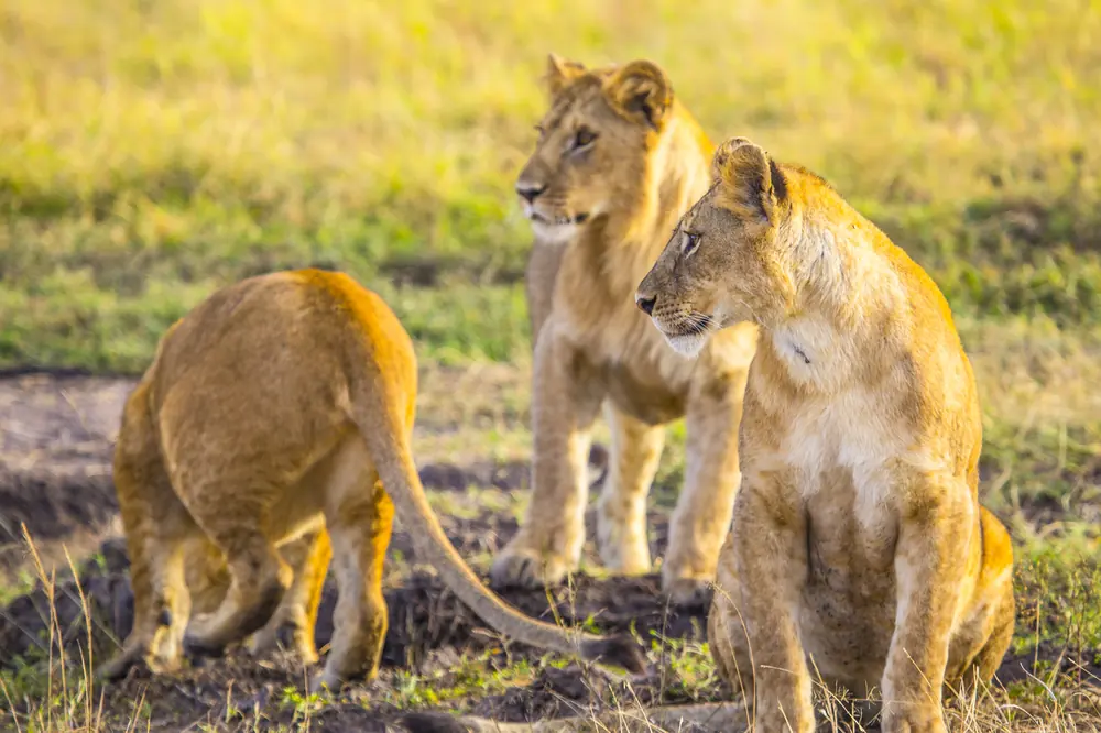 Serengeti National Park