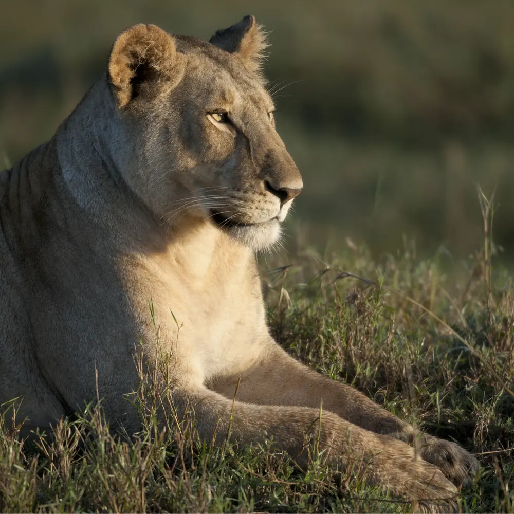 Ngorongoro Crater