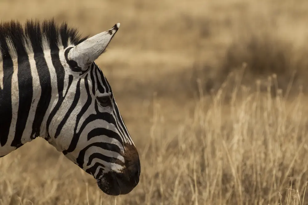 Tanzania Group Safari Escape