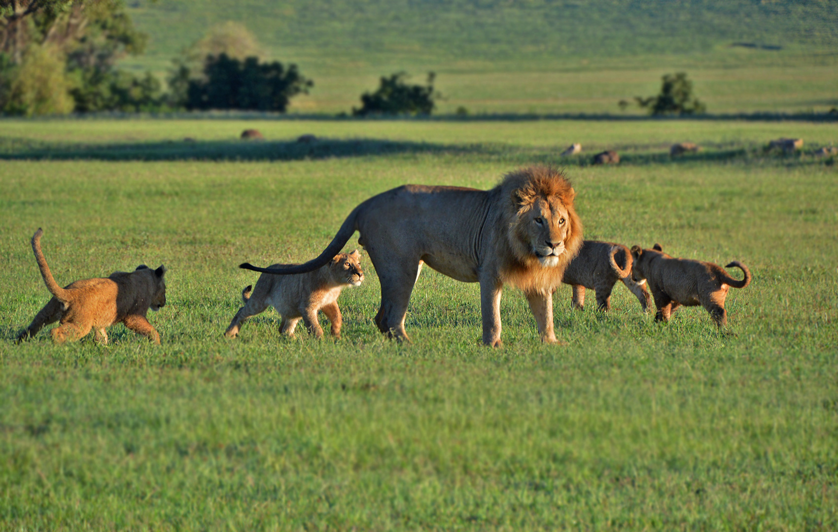 silence-of-Nature-lions-in-ngorongoro