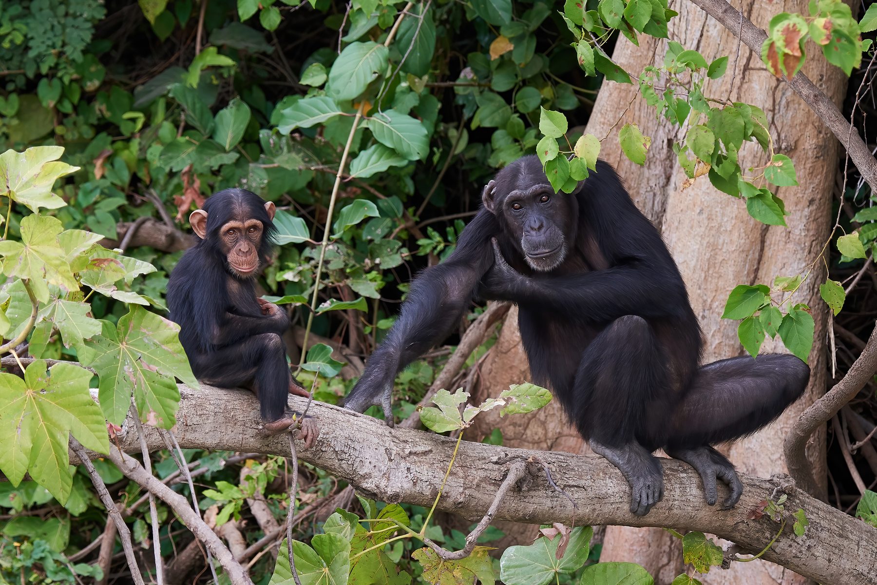 Gombe Stream National Park