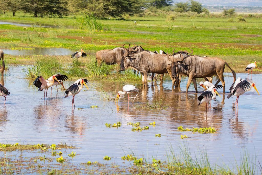 Lake Manyara National Park
