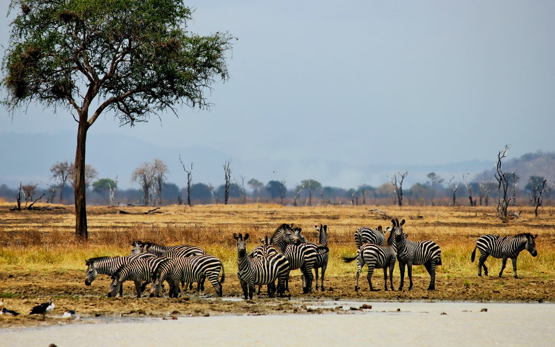 Mikumi National Park