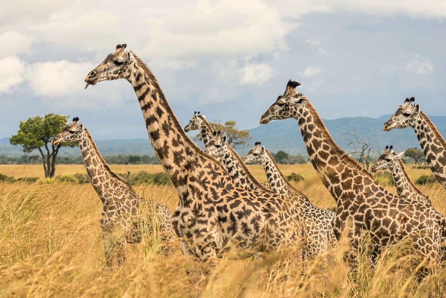 Mikumi National Park
