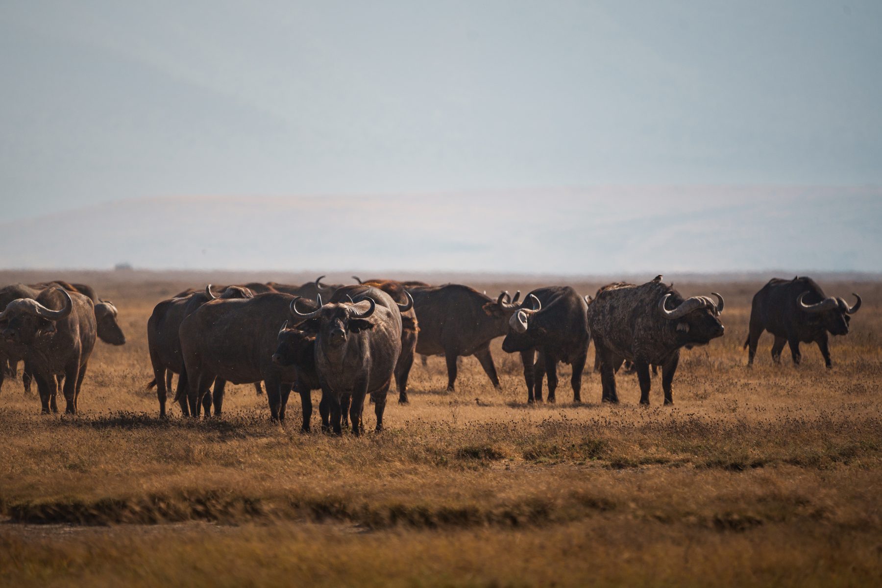 Ngorongoro Crater
