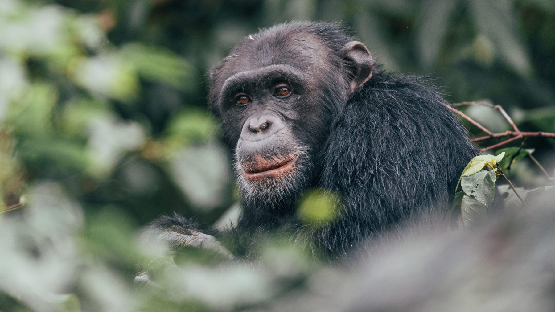 Rubondo Island National Park
