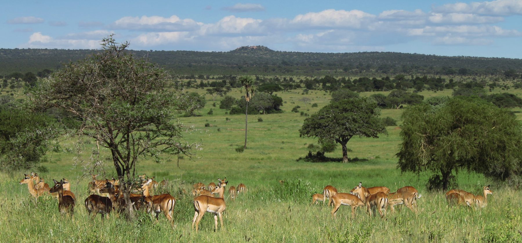 Tarangire National Park