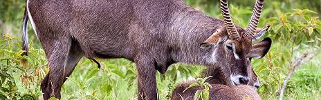 12-Day Honey Moon Extra-Luxury Safari and Beach