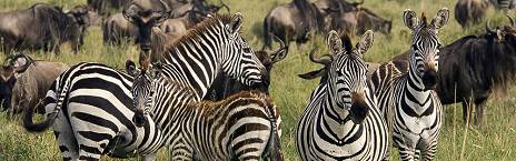 3-Day Serengeti and Ngorongoro Crater Fly from Zanzibar