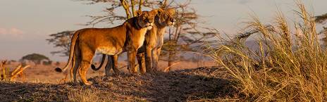 4-Day Exclusive Fly-in Zanzibar to Serengeti Adventure