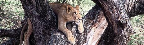 Arusha to Lake Manyara National Park