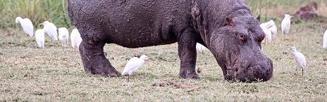 Ngorongoro Crater - Lake Manyara National Park