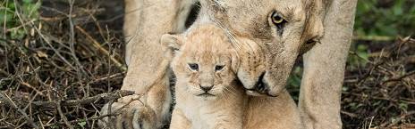 Calving Experience Ndutu Area