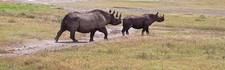 From Serengeti National Park to Ngorongoro Crater
