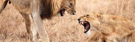 Ngorongoro Crater