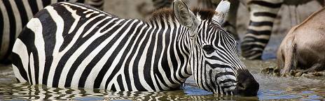 Karatu to Serengeti National Park