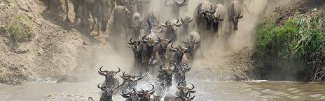 Game Drive Serengeti National Park