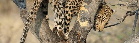 4-Day Fly in Safari to Serengeti, Ngorongoro & Materuni