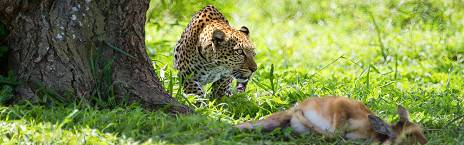 3-Day Serengeti and Ngorongoro Crater Big Five Adventure