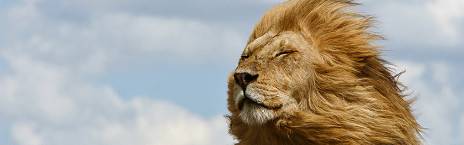 3-Day Tanzania Group Safari Escape