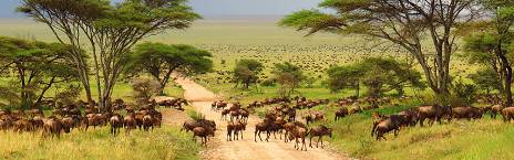 Full Day at Serengeti National Park