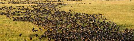4-Day Great Wildebeests Migration & Mara River Crossing