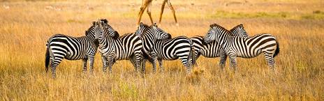 Karatu to Serengeti National Park
