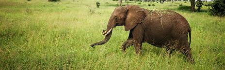 3-Day Safari from City Life to Safari Magic