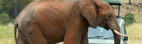 3-Day Roar of Tanzania with Silence of Nature Africa