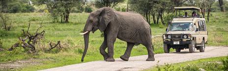 4-Day Classic Wildlife Safari Experience