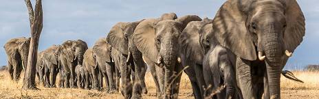 7-Day Tanzania Spectacular Safari All Inclusive