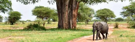 4-Day Tanzania Safari Escape Quite Horizions